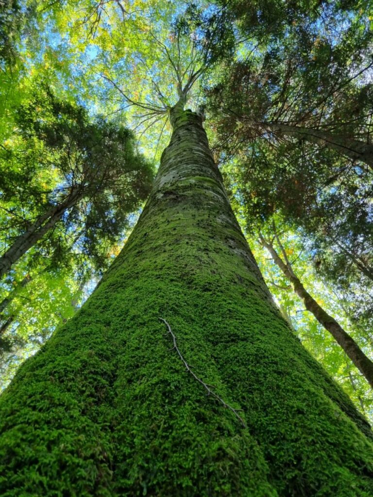 Biodiversity Forest