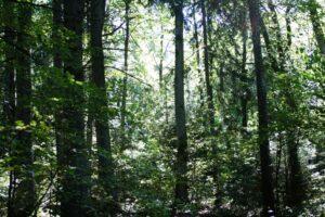 Biodiversity Forest